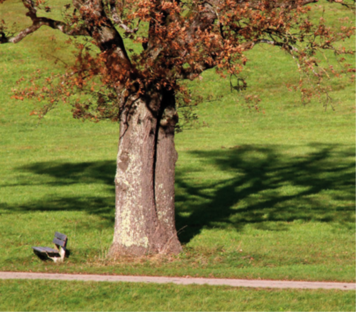 Großer Baum mit Bank auf Wiese bei Hospiz Polling - Hospizverein Pfaffenwinkel.