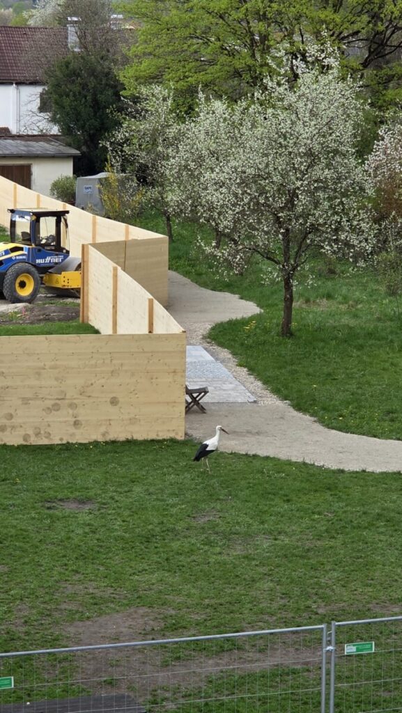 Storch auf Wiese bei Hospiz Polling - Hospizverein Pfaffenwinkel. Storch auf Wiese bei Hospiz Polling - Hospizverein Pfaffenwinkel.